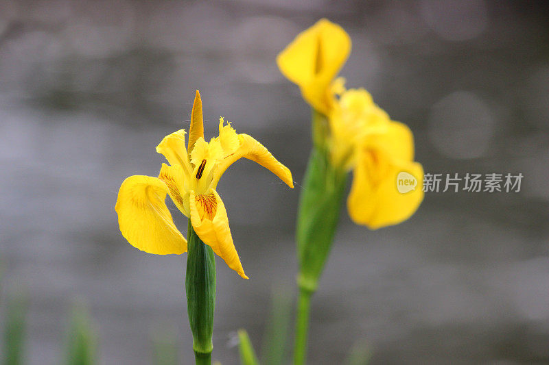 黄鸢尾花(黄旗/水旗)，鸢尾伪菖蒲图像